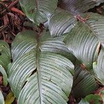 Spathiphyllum wallisii Leaf