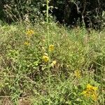 Verbascum blattaria Характер