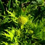 Sanicula arctopoides Hábito