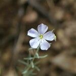 Linum lewisii Flower