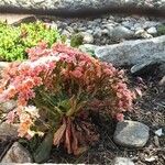 Lewisia cotyledon 花