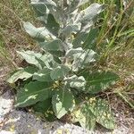 Verbascum pulverulentum Leaf