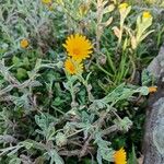 Calendula suffruticosa Квітка