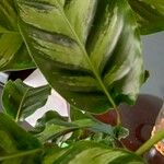 Calathea albertii Leaf