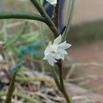 Afropectinariella subulata Floro