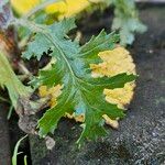 Senecio vernalis Leaf