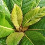 Apiopetalum velutinum Leaf