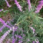 Salvia leucantha 花