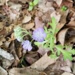 Nemophila phacelioides Цвят