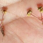 Radiola linoides Vivejo