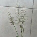 Eragrostis unioloides Blatt