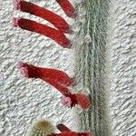 Cleistocactus baumannii Kukka