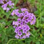 Heliotropium amplexicaule Flower