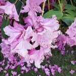 Rhododendron catawbiense Flors