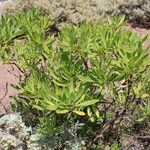 Globularia salicina Leaf