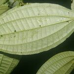 Miconia rubescens List