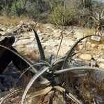 Aloe divaricata Hábito