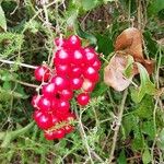 Smilax aspera Fruit