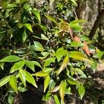 Decaspermum fruticosum Leaf
