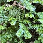 Selaginella denticulataBlad