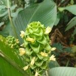 Goeppertia cylindrica Flower