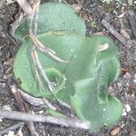Holothrix villosa Leaf