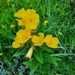 Oenothera pilosella Flower