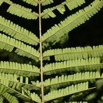 Havardia campylacantha