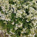 Cochlearia officinalis Floro