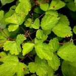 Rubus phoenicolasius Folha