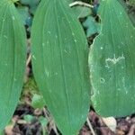 Polygonatum odoratum 葉