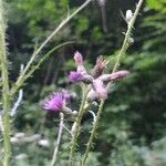 Cirsium palustre Flower