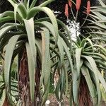 Aloe excelsa 形态