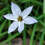 Ipheion uniflorum Flor