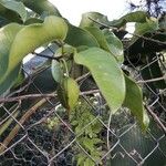 Passiflora laurifolia Leaf