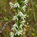 Platanthera elegans Flor