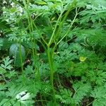 Physospermum cornubiense Bark