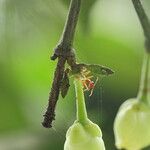 Garcinia kola Fruit