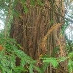 Sequoia sempervirens Corteccia