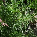 Mutellina adonidifolia 葉