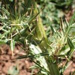 Cirsium richterianum Leaf