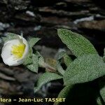 Cistus pouzolzii Drugo