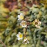 Saxifraga paniculataBlomst