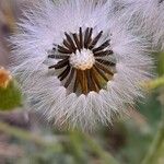 Senecio viscosus फल