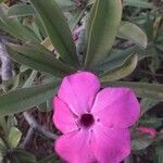 Pachypodium saundersii Cvet