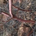 Arctostaphylos patula Bark