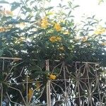 Allamanda cathartica花