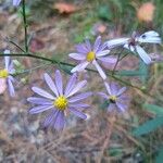 Symphyotrichum oolentangiense 花