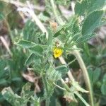 Medicago scutellata Flower