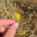 Centaurea solstitialisBlomst